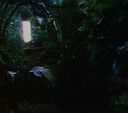 The Jungle